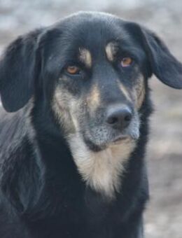 GINA - hofft auf ihr Glück - Sulzbach-Laufen