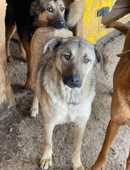 Leopold drängt sich nicht nach vorne 🐾 - Elsdorf (Nordrhein-Westfalen)
