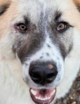 Neues Zuhause für Steven gesucht - München