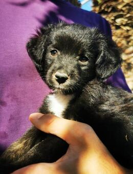 Sascha - freundlich und verspielt - Haan