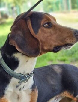 Samo - toller lustiger Junghund ❤️ - Würzburg