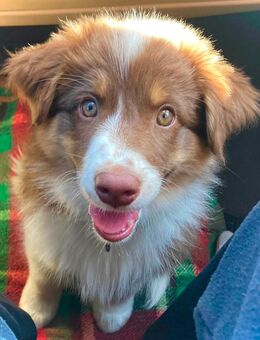 Drei Australian Shepherd Welpen 12 Wochen alt🐶 - Satow