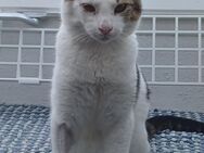 Lieber Paco sucht passendes Zuhause - Margetshöchheim