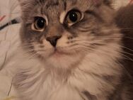 Maine Coon Kitten - Bremerhaven