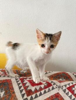 Kimbra aus dem Tierschutz - Grevenbroich