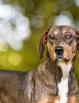 Unsere tapfere Straßenhündin Mayra - München