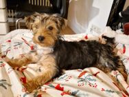 Yorkshire terrier Weibchen, 5 Monate. - Filderstadt