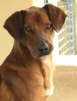 Miguel ist im Tierheim alt geworden und wünscht sich so sehr eine Familie! - Vörstetten