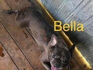 FB Bella sucht Bullyschlösschen - Neustadt (Rübenberge)