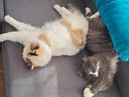 2 süße Katzenmädels in liebevolle Hände abzugeben - Kasseedorf