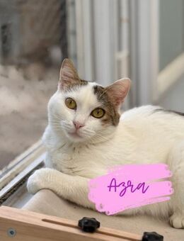 Azra - Beckingen