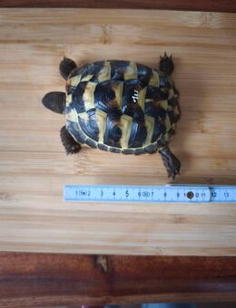 Griechische Landschildkröten - Berlin
