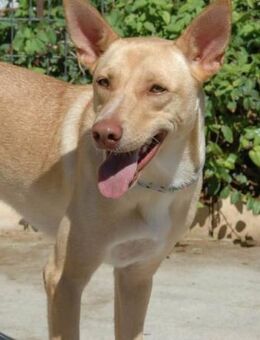 Rubio ist voller Lebensfreude..... - Laatzen