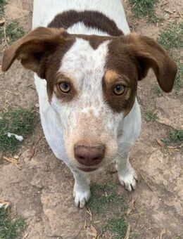 Henry hatte keinen guten Start...... - Laatzen