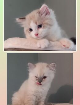 2 Ragdoll-Perser Mix Kitten(Katzen) - Weimar