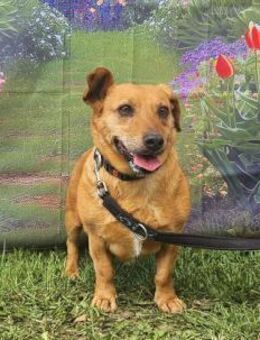Ginger will Zuhause ankommen - Köln