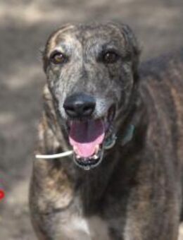 Mia6 Traumhund im besten Alter 10/17ESP - Ruppertsecken