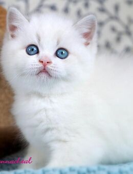 Britischkurzhaarkitten mit Stammbaum - Lamerdingen