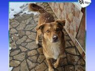 💛 RUSTY - TRAUMHUND SUCHT TRAUMZUHAUSE - Alfeld (Leine)