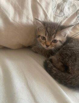 Babykatzen BKH - Würselen