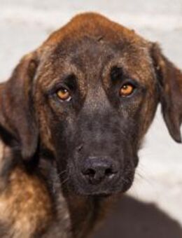 Lieber,feiner Pico 💗 sucht Schutz&Liebe - Hamburg