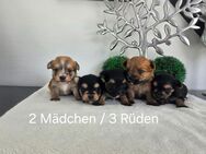 Morkie / Yorkshire Malteser welpen/ Chip - Simbach