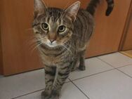 Kater 3/4 Jahr alt - Schieder-Schwalenberg