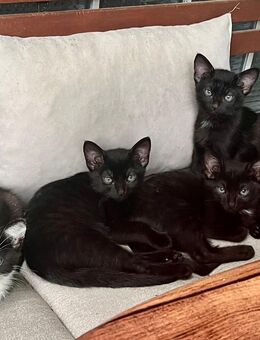 Katzenkitten , Katzenbabys - Haslach (Kinzigtal)
