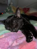 Wunderschöne pechschwarze Katze mit weißem Latz ❤️❤️❤️ in 46354