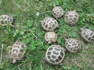 Vierzehenschildkröten /Steppenschildkröten NZ 2023 und 2024, Landschildkröten - Fürstenwalde (Spree)