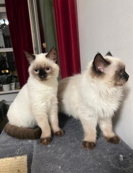 2 Kitten (männchen) abzugeben - Berlin
