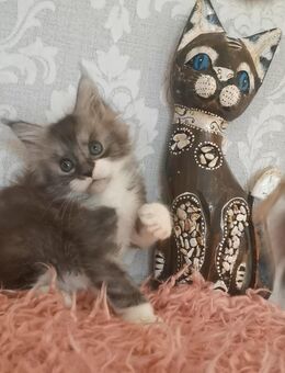 Goldiges Maine Coon Mädchen Clara mit Stammbaum sucht... - Freiensteinau