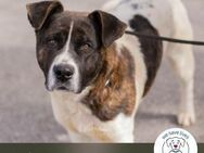 Koda: Neugieriger Herzenshund - Kirchzell