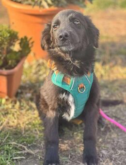 Daiko sucht neue Abenteuer - Berlin