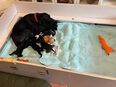 Hundemischlingswelpen geboren am 22.05.25 in 76456
