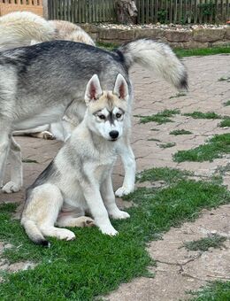 Siberian Husky Welpe sucht noch ein liebevolles zu Hause - Kyffhäuserland