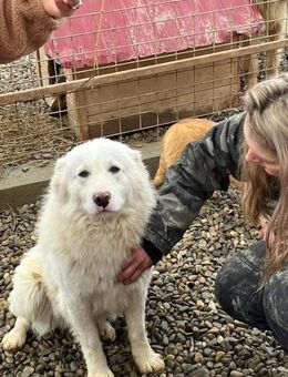 💙 🐾 𝐅𝐈𝐍𝐍 - Markkleeberg