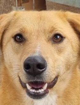 LUCIA-braucht etwas Zeit,hübsche Hündin, - Rösrath