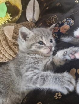 BKH Kitten ( blau) - Duisburg