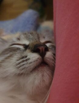 1 Reinrassiges Ragdoll Katerchen sucht noch ein wunderschönes Zuhause - Zahna-Elster