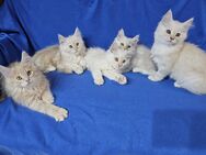 Maine Coon Kitten Katzenbabys weiß beige - Schwarzenbek