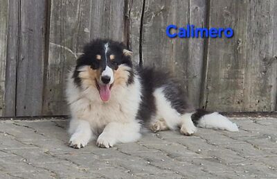 4 monatige Reinr. Amerik. Colliewelpen, Rüden,m.Ahnentafel dürfen umziehen