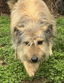 Wuschelprinzessin Fluffy sucht dich - Celle