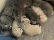 Die Babys sind da! Wunderschöner BKH-Wurf - Reutlingen