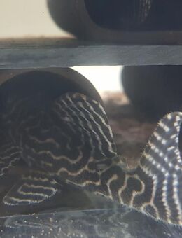 Gruppe L 66 Hypancistrus spec. Königstigerharnischwels - Sulingen Zentrum