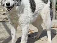Alibi - GNADENBROTPLATZ gesucht - Weilheim (Oberbayern)