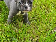2 Wunderschöne Französische Bulldogge Welben zu Verkaufen - Bad Lobenstein