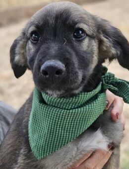 Max - Neugieriger & liebenswerter Welpe - Berlin