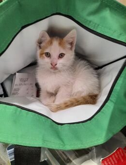 3 Babykatzen suchen liebevolles zu Hause - Burglengenfeld