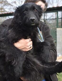 Bruno braucht geduldige Hundeversteher - Schnarup-Thumby